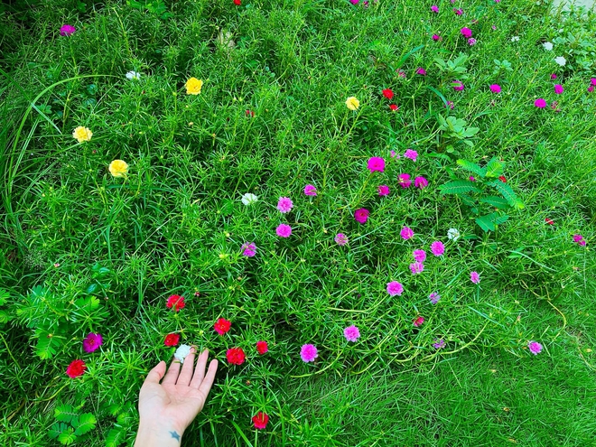 Bên trong biệt thự còn có khoảng sân trồng cỏ xanh mướt