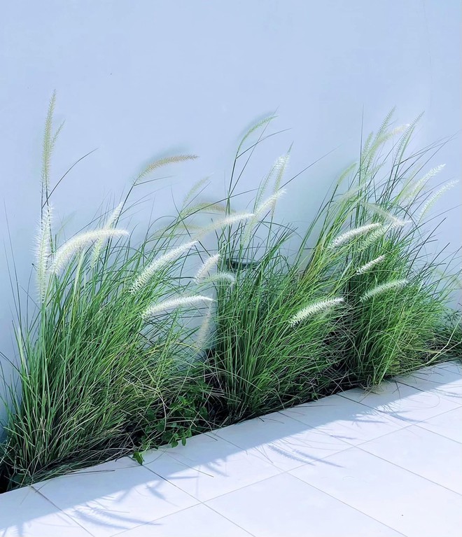 Xung quanh nhà đâu đâu cũng trồng cây xanh