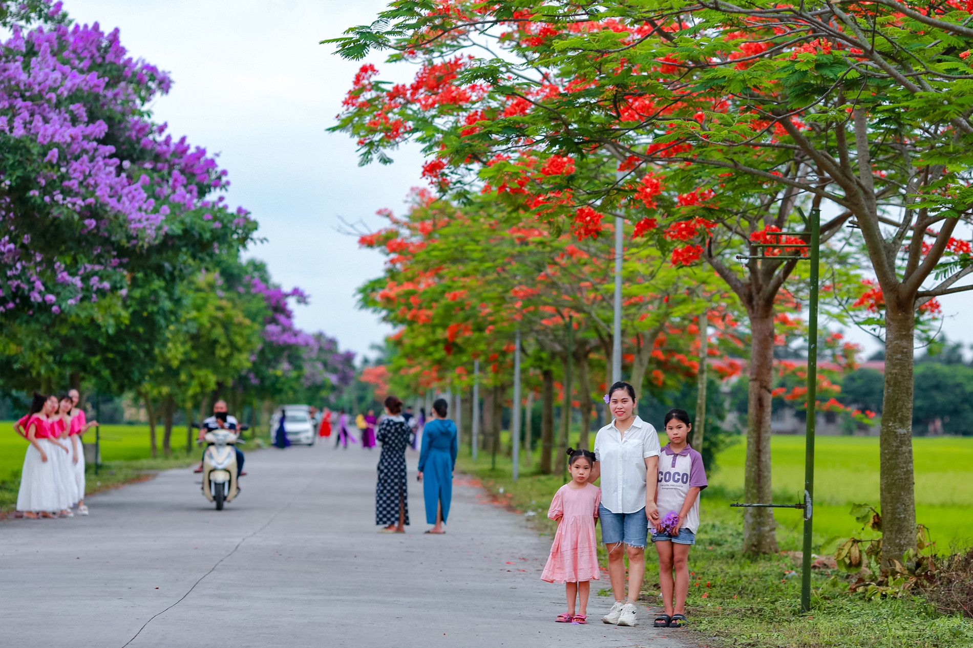 Mùa hoa nở, con đường dẫn vào xã Ngũ Hùng trở nên nhộn nhịp, tấp nập người tới chụp hình, check-in.