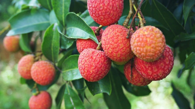 Trung Quốc trồng nhiều giống vải thiều và có nhiều cây cổ thụ hàng nghìn năm. Ảnh: QQ