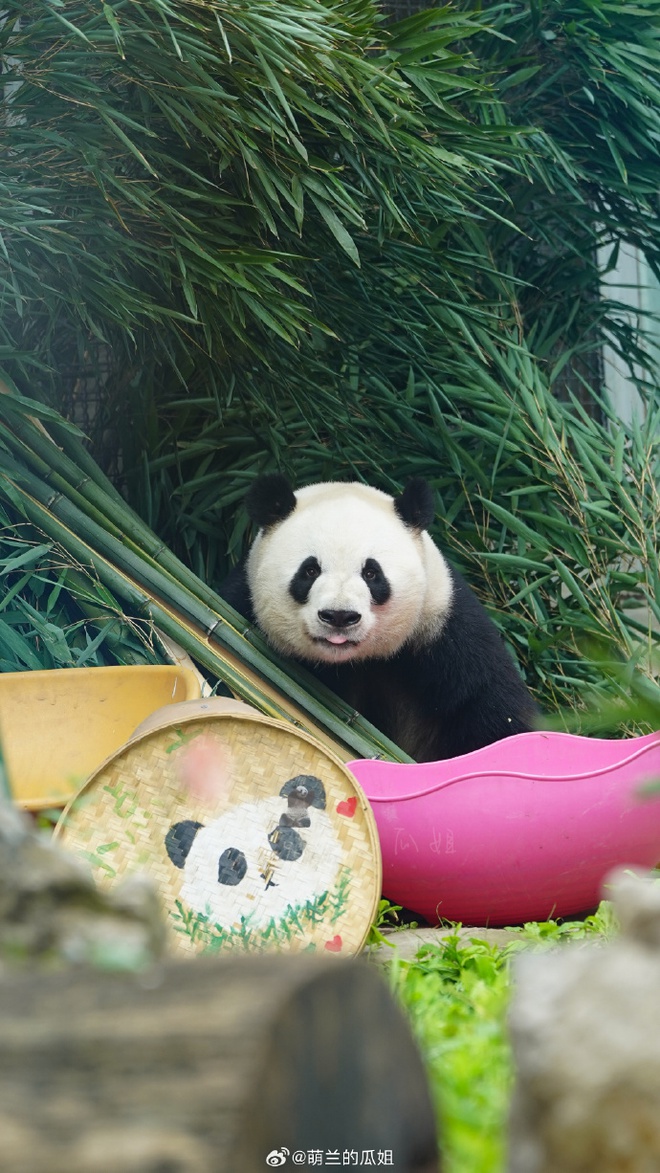 Những hình ảnh đáng yêu của Manh Lan trong ngày sinh nhật