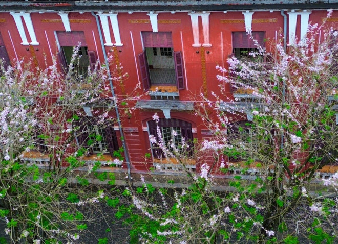 Mùa hoa điệp anh đào ở chuyên Quốc học Huế