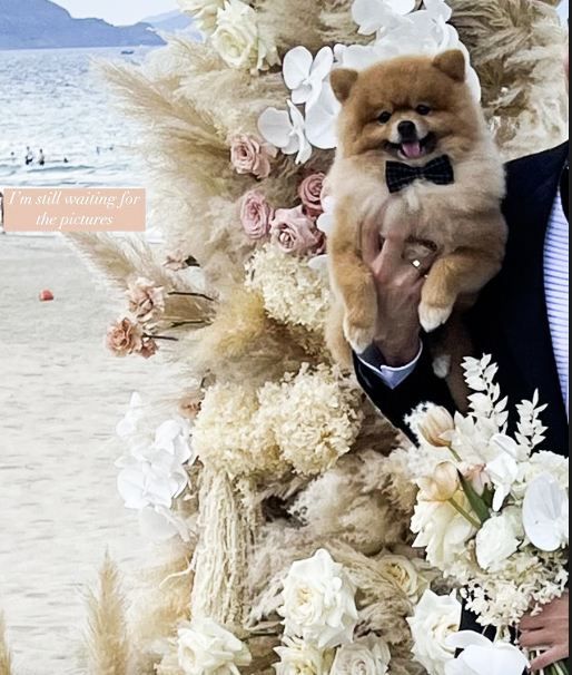 Đám cưới của Văn Lâm và Yến Xuân có sự tham dự của nhân vật đặc biệt là chú cún Bim - thú cưng Văn Lâm và Yến Xuân cùng nhau nuôi