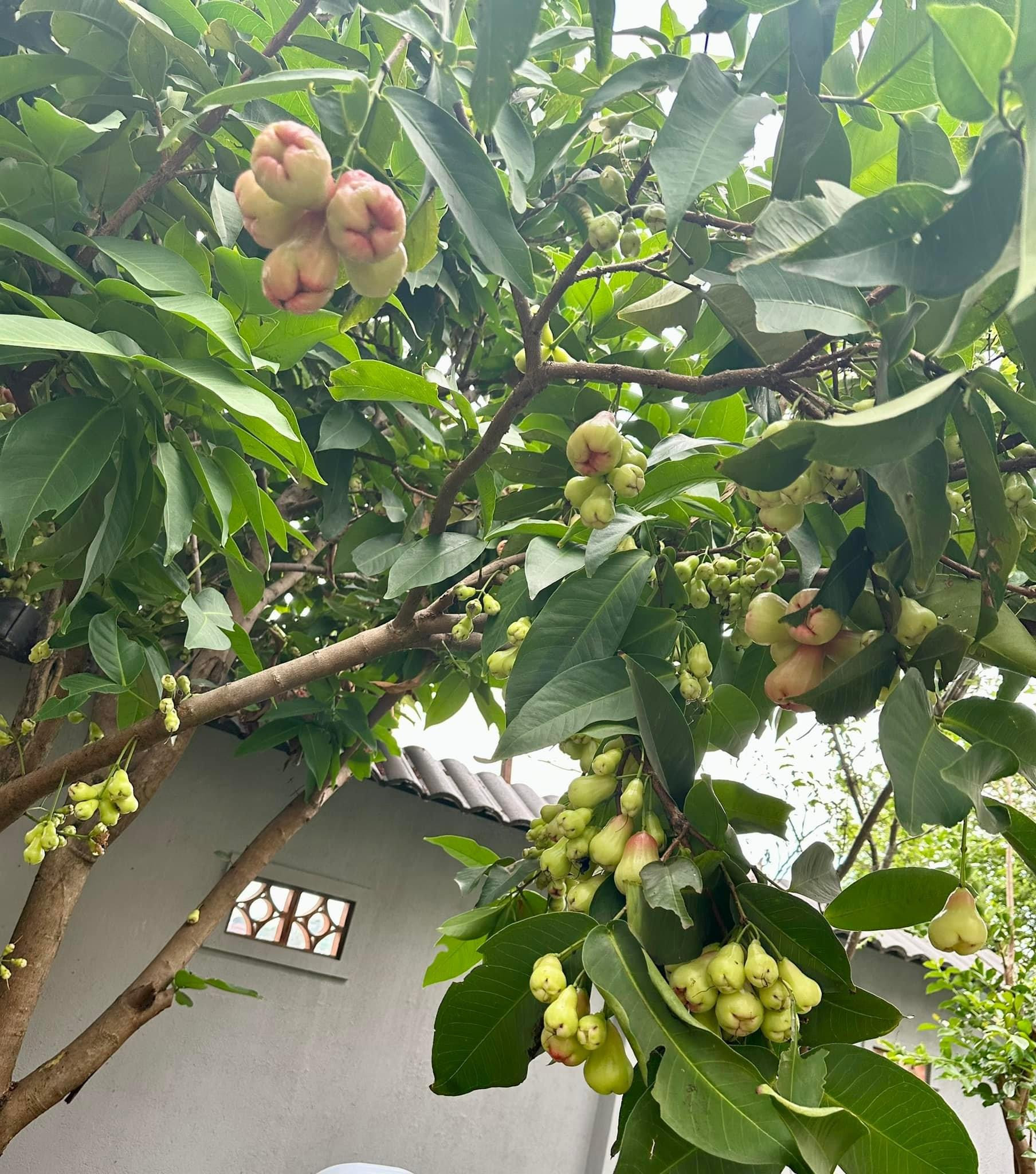 Khu vườn rộng rãi, xanh mướt và rợp bóng mát. Cây trái trong vườn nhà giọng ca 