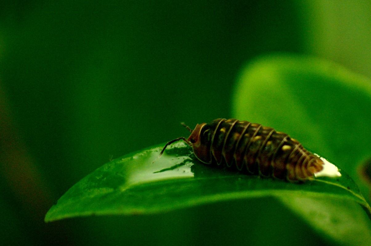 Một loài bọ thuộc Bộ chân đều (Isopoda), phân ngành Động vật giáp xác (Crustacea). Ảnh: Luis Mata / Flickr.