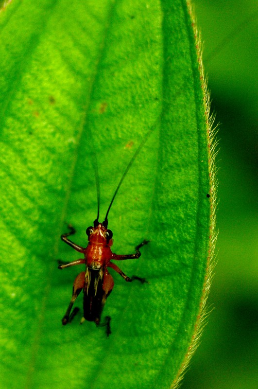 Chú châu chấu này có màu sắc khá lạ mắt. Ảnh: Luis Mata / Flickr.