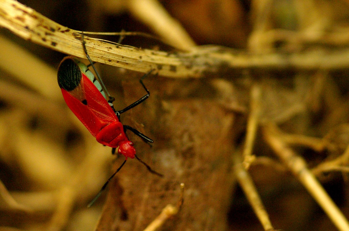 Một loài bọ xít thuộc họ Bọ xít đỏ (Pyrrhocoridae), bộ Heteroptera. Ảnh: Luis Mata / Flickr.