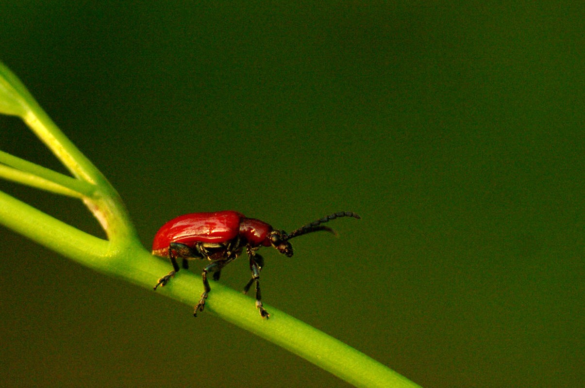 Một loài bọ cánh cứng có màu đỏ rực. Ảnh: Luis Mata / Flickr.