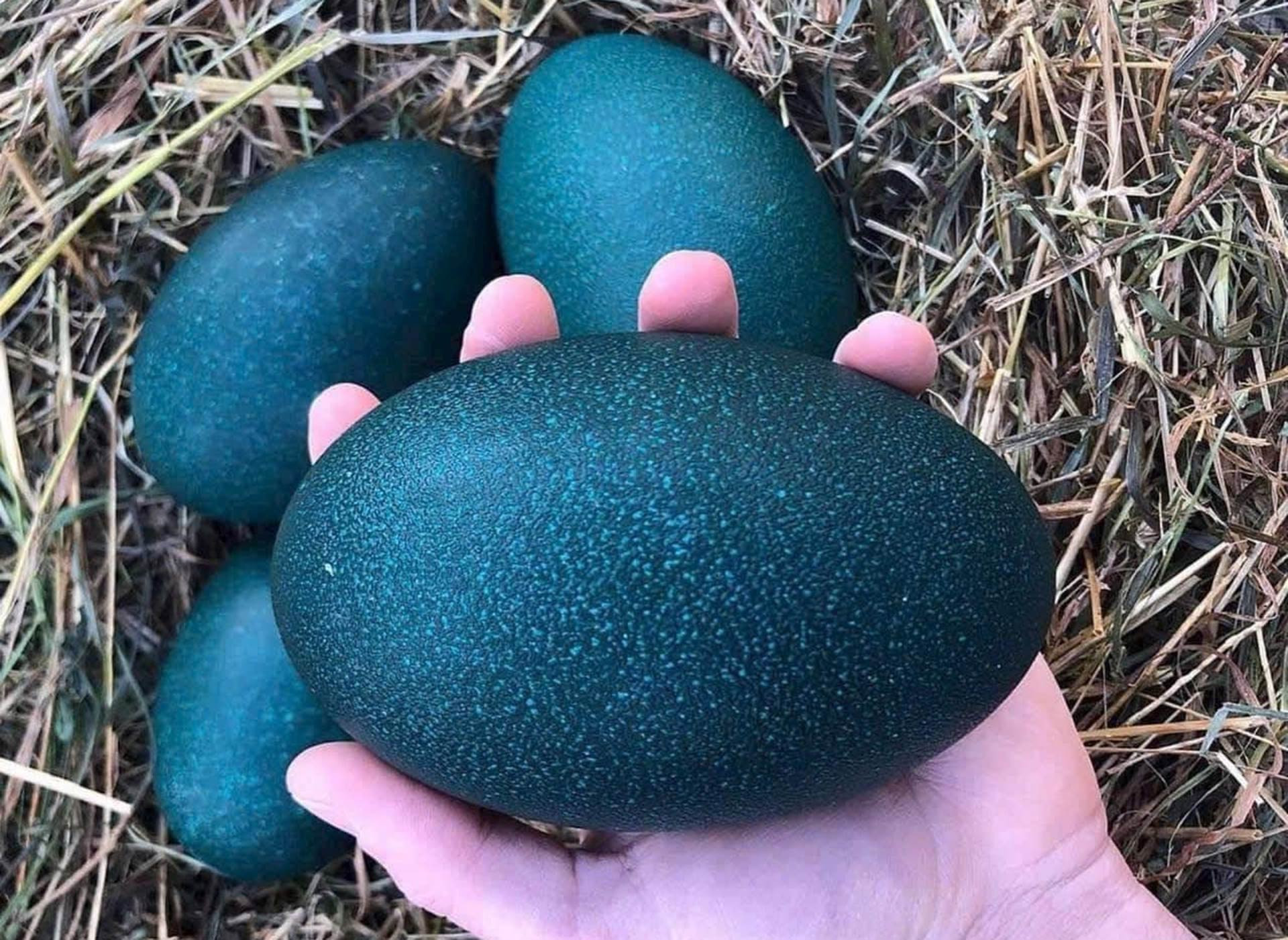 Trên thị trường, trứng xanh có giá rất đắt đỏ. Ảnh: NVCC