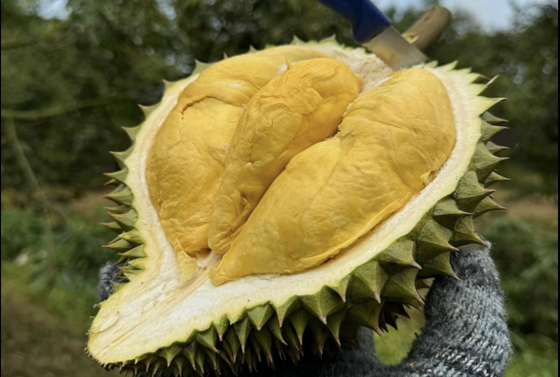 Ngoài sầu riêng tươi, Việt Nam có thêm sản phẩm sầu riêng đông lạnh được xuất khẩu chính ngạch sang thị trường Trung Quốc. Ảnh: Mạnh Khương