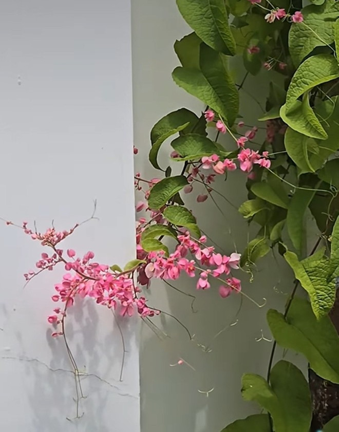 Trong khuôn viên biệt thự trồng các loại hoa đủ màu, được chăm sóc tỉ mỉ. Trước nhà, nữ diễn viên trồng hoa giấy đẹp mê mẩn.