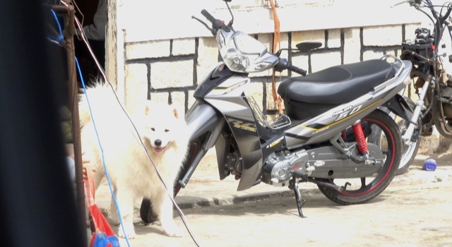 Tại đây chỉ còn lại một con chó nhỏ sống cùng gia đình