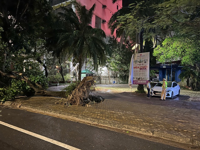 Mưa gió khiến cây ở TP Vinh bị bật gốc