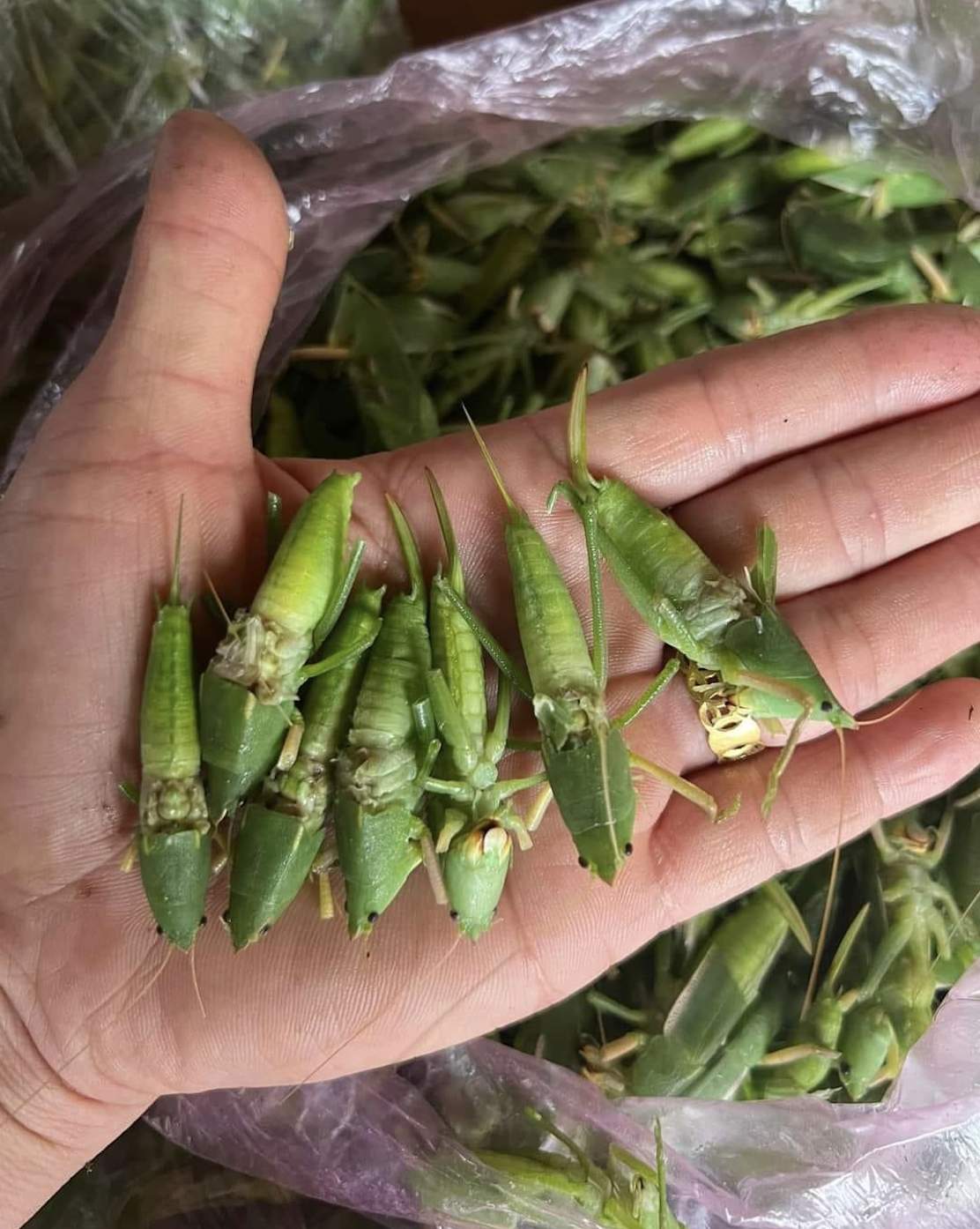 Nhiều người gọi muỗm lúa là con 