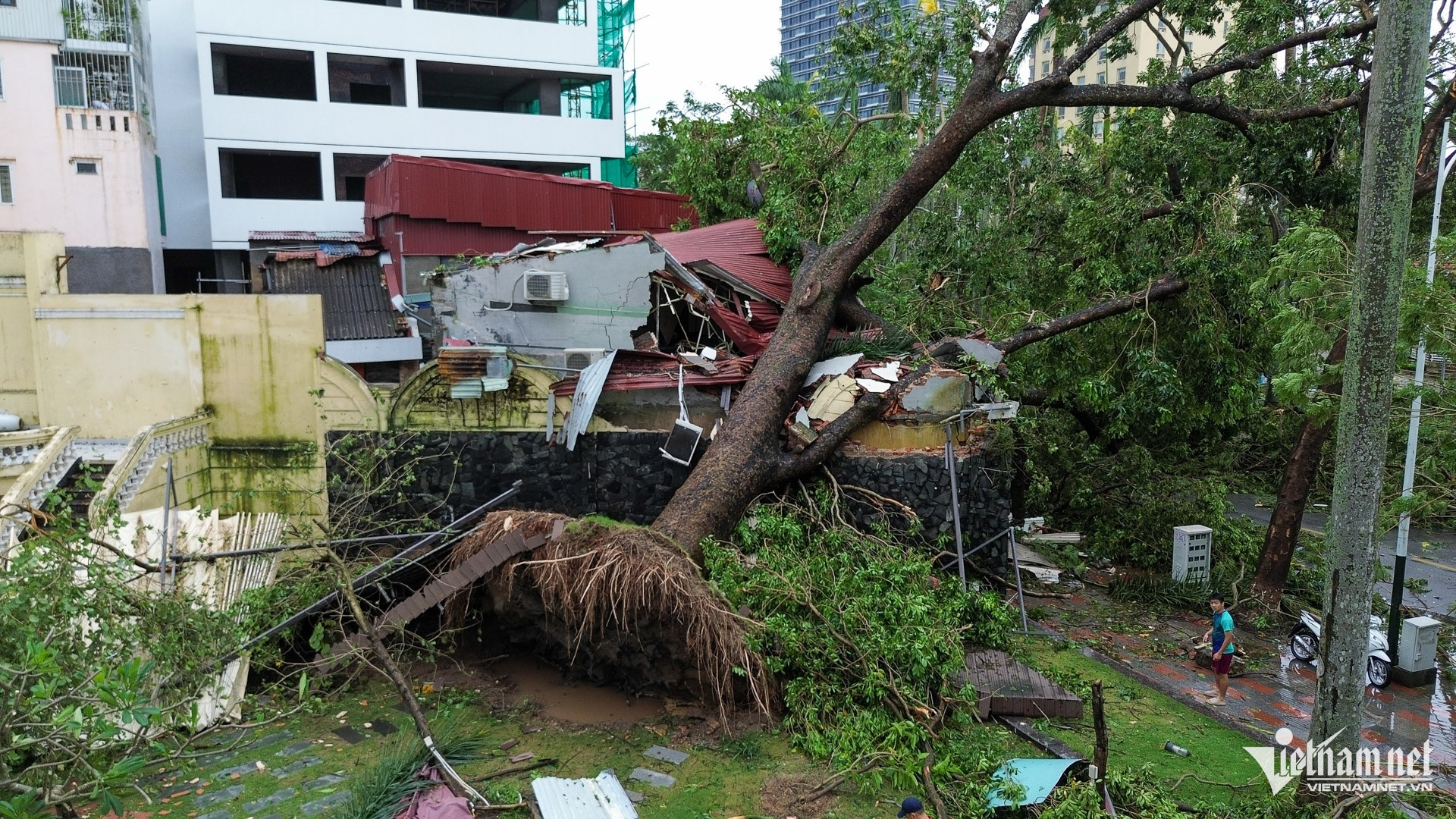 Cây xanh có tuổi đời gần 100 năm trên phố Trần Hưng Đạo đổ làm sập nhà 2 tầng 