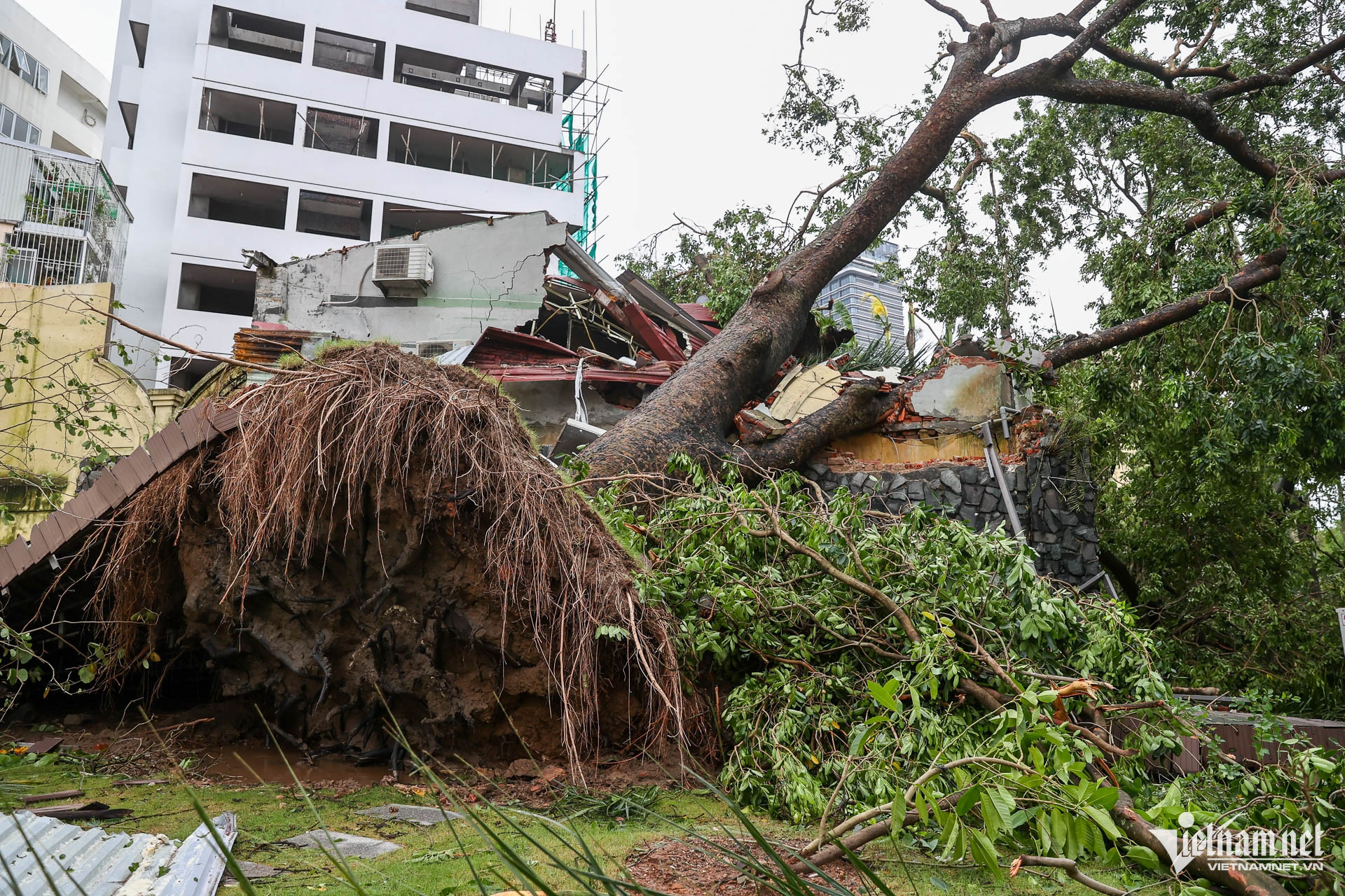 Ngôi nhà 2 tầng số 6 Trần Hưng Đạo này là của bà Vinh đã cho thuê bán cà phê. Đêm 7/9, cây đổ vào khiến nhà bị hư hỏng hoàn toàn. May mắn không có thiệt hại về người.