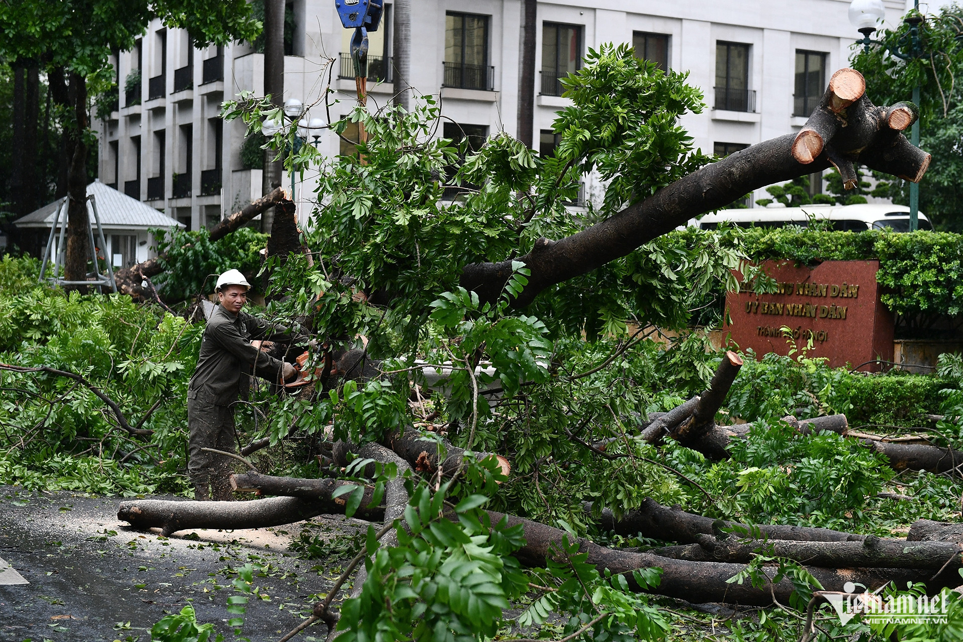 Cây sấu đổ trước cửa trụ sở UBND TP Hà Nội đang được công nhân khẩn trương cưa cắt, thu dọn.