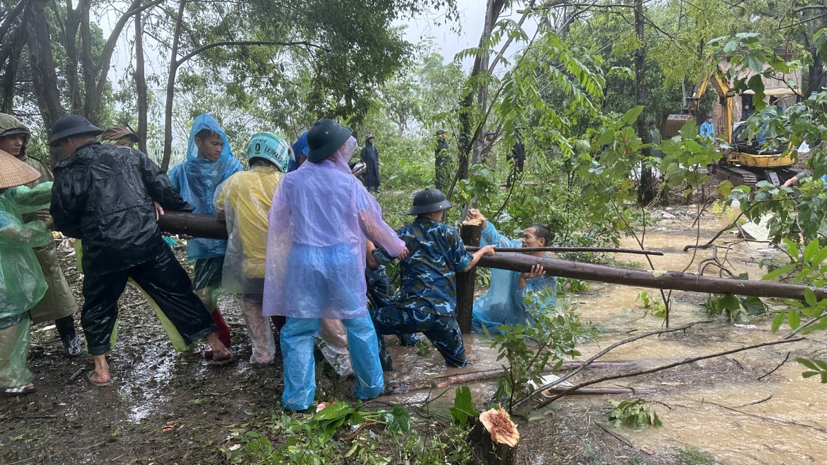 Một số cây xoan được chặt hạ...