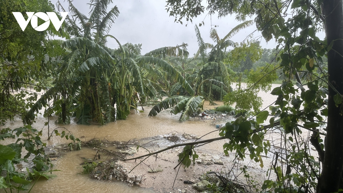 Bãi Thúy Lĩnh nước ngập sâu lên hoa màu, cây trồng của người dân.