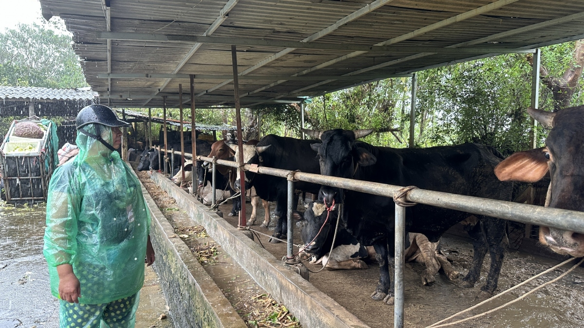 Bà Đoàn Hồng Ngọc, hộ gia đình đang chăn nuôi 60 con bò tại đây cho biết, đang rất lo lắng nếu nước tiếp tục lên sẽ tràn vào khu trang trại nuôi bò: 