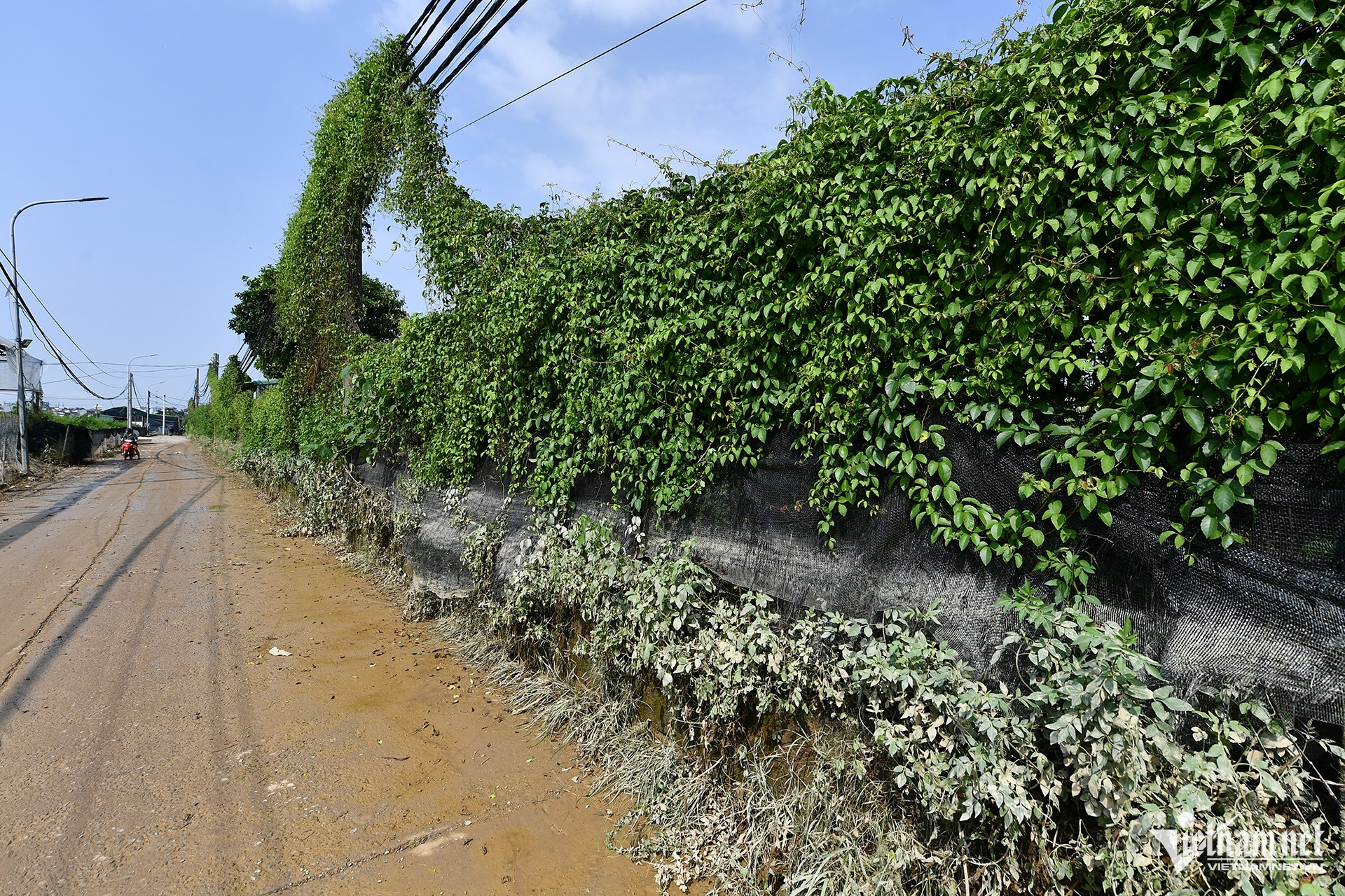 Vệt nước ngập còn đọng lại ở lối vào các vườn cây cảnh tại làng Nhật Tân (quận Tây Hồ) sáng 13/9. Sau những ngày mưa nhiều, ngập lụt lớn, đến hôm nay trời nắng to, nhiệt độ từ 30 đến 33 độ C.