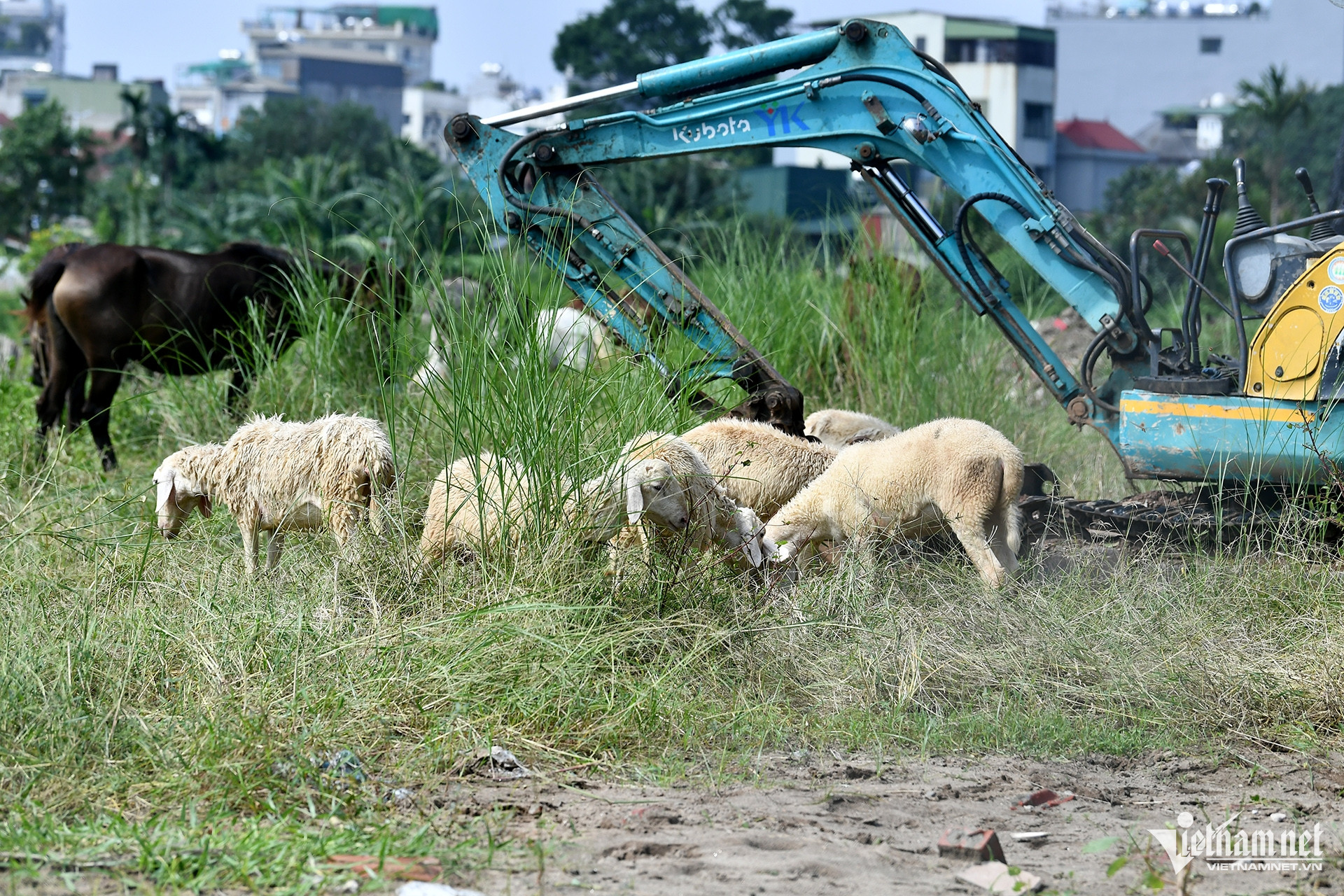 Những con dê được giải cứu lên bờ cao từ hôm 11/9 vẫn đang an toàn tại một bãi đất trống gần đê.