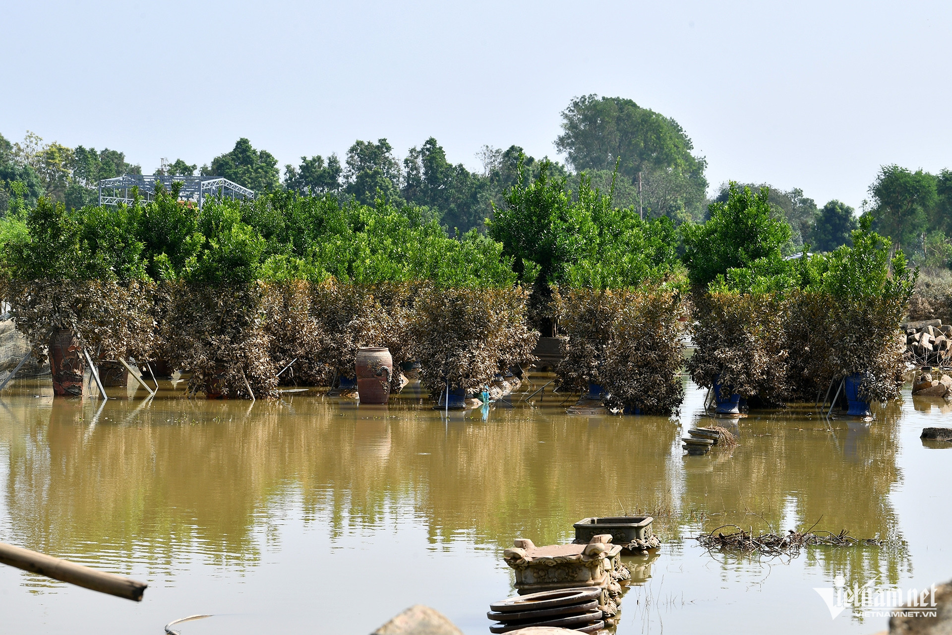 Càng gần bờ sông, các vết đổi màu trên cây càng rõ hơn, cho thấy vường bị ngập rất sâu. 