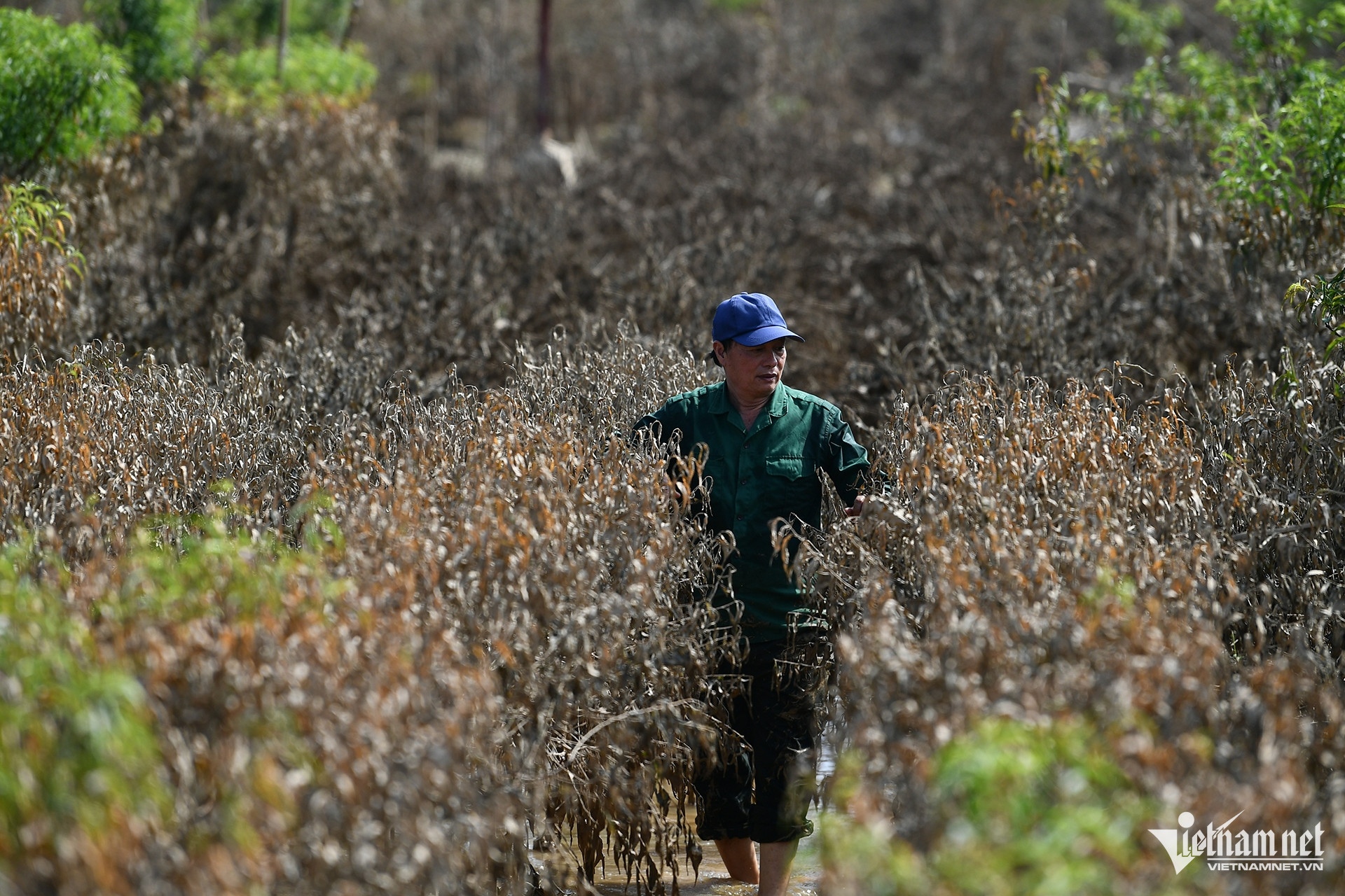 Ông Tính cho biết, gia đình ông bị thiệt hại 650 cây và cành đào tròn, hy vọng giữ được một số gốc. 