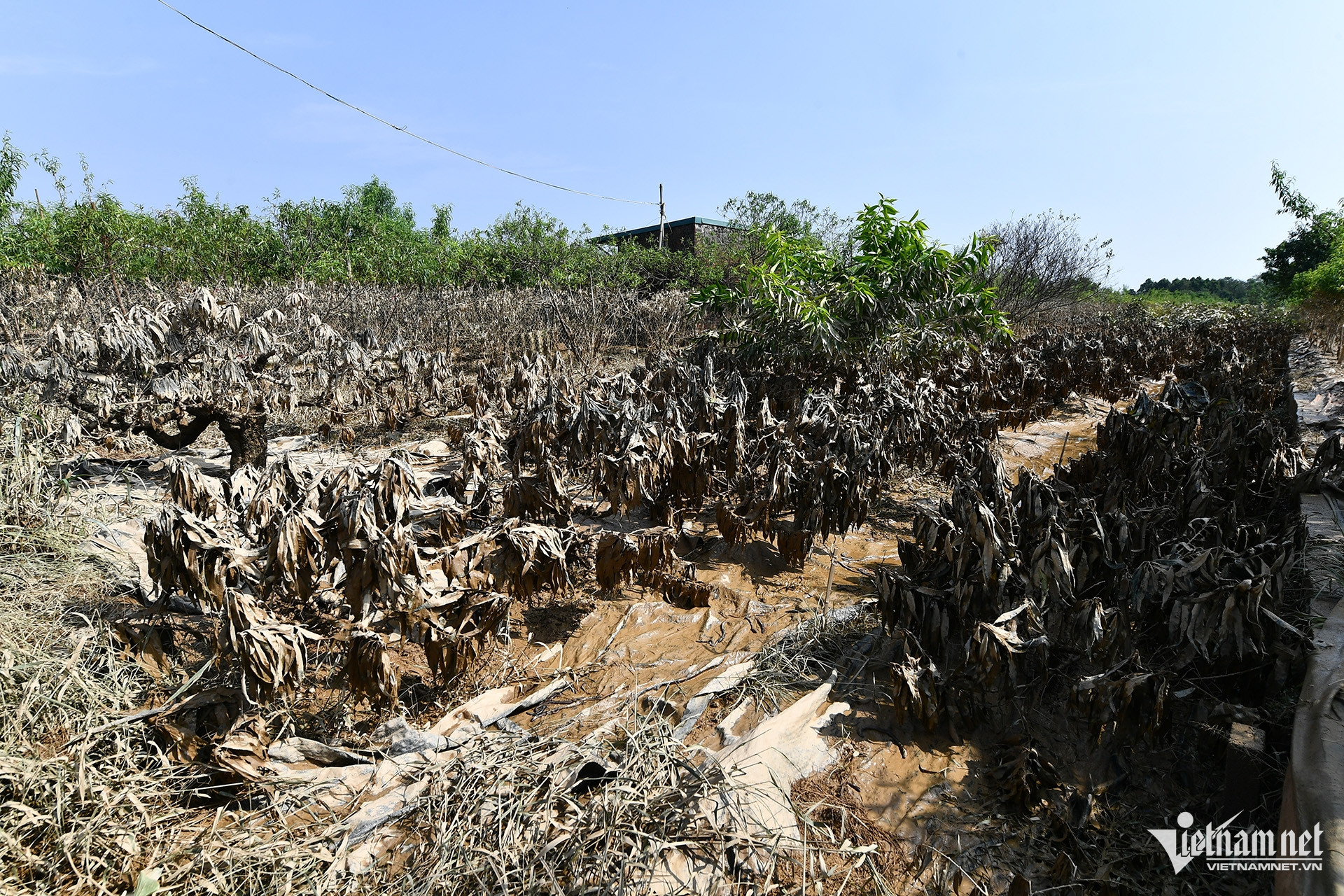 Cùng chung cảnh ngộ, vườn đào Thất Thốn với khoảng 500 cây của nghệ nhân Lê Hàm cũng đen xì sau trận lũ. 