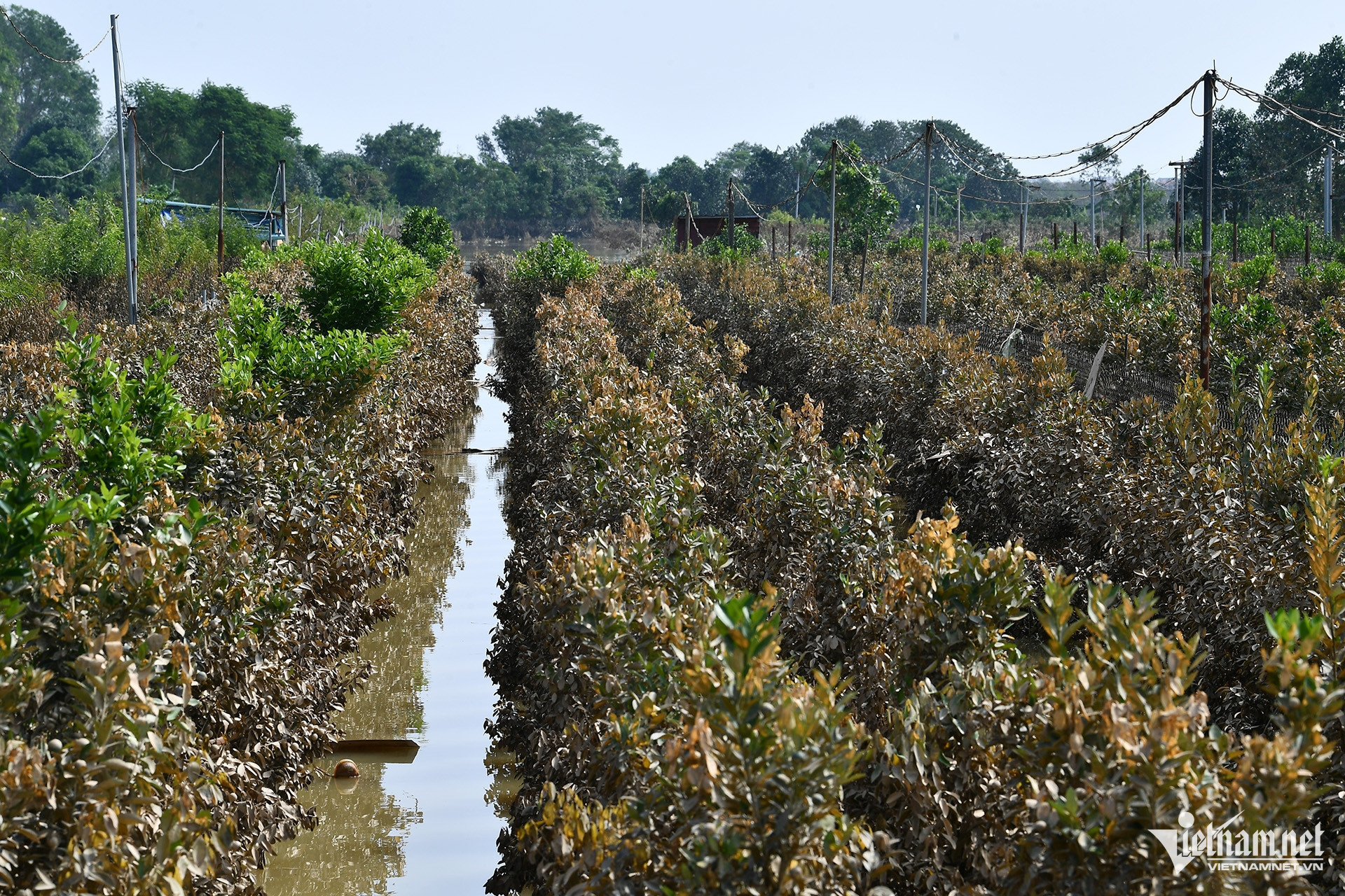 Bà Thu cho biết, vườn của bà chỉ kịp cứu được 1/4 số cây đưa lên mặt đường để. Còn vườn kế bên là của ông Kỳ đã sớm ước tính thiệt hại khoảng 3 tỷ đồng.