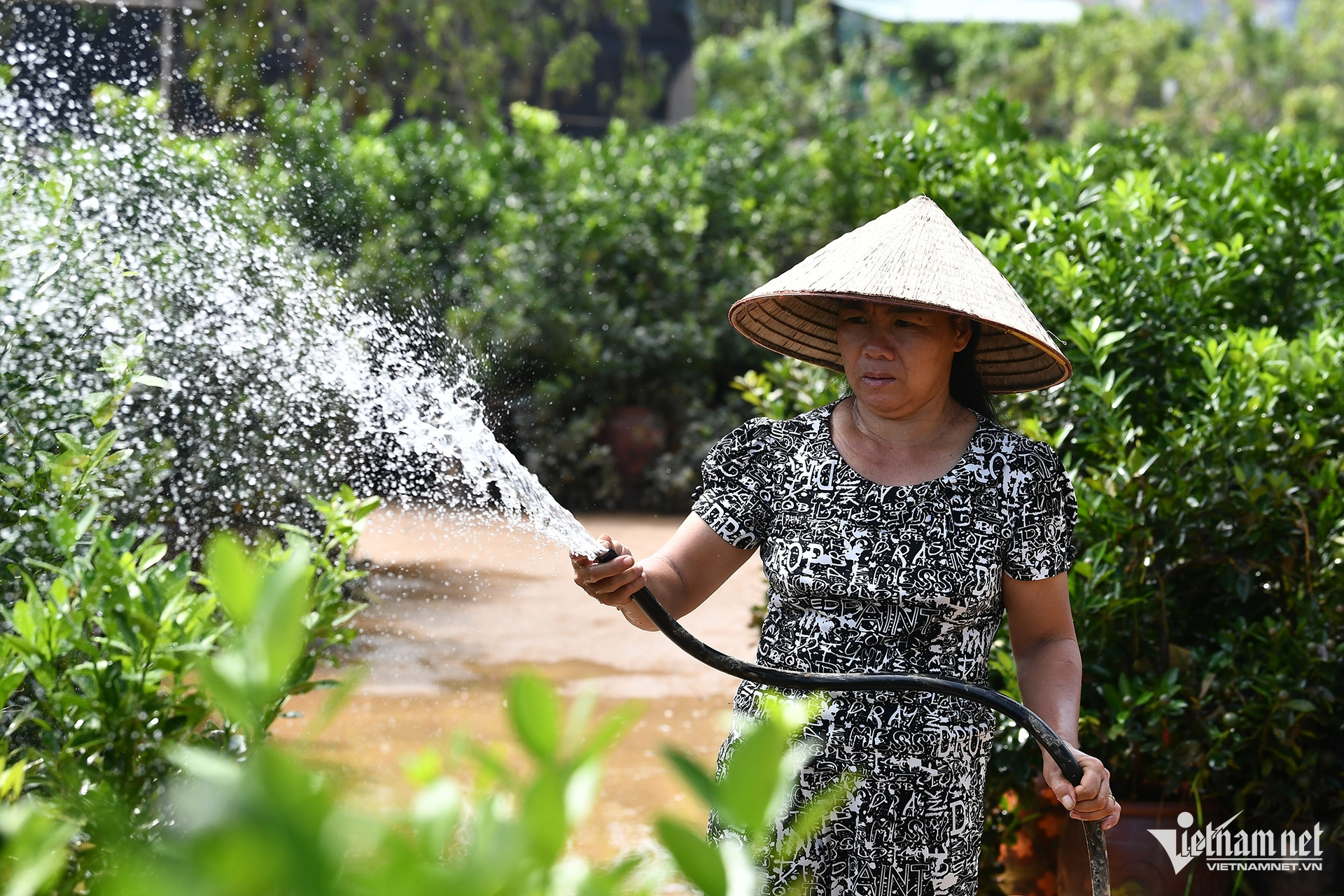 Chị Trần Thị Tuyết phun nước rửa sạch vết bùn của 300 cây quất kịp cứu lên trên con đường nhỏ ở vị trí cao giữa cánh đồng. 