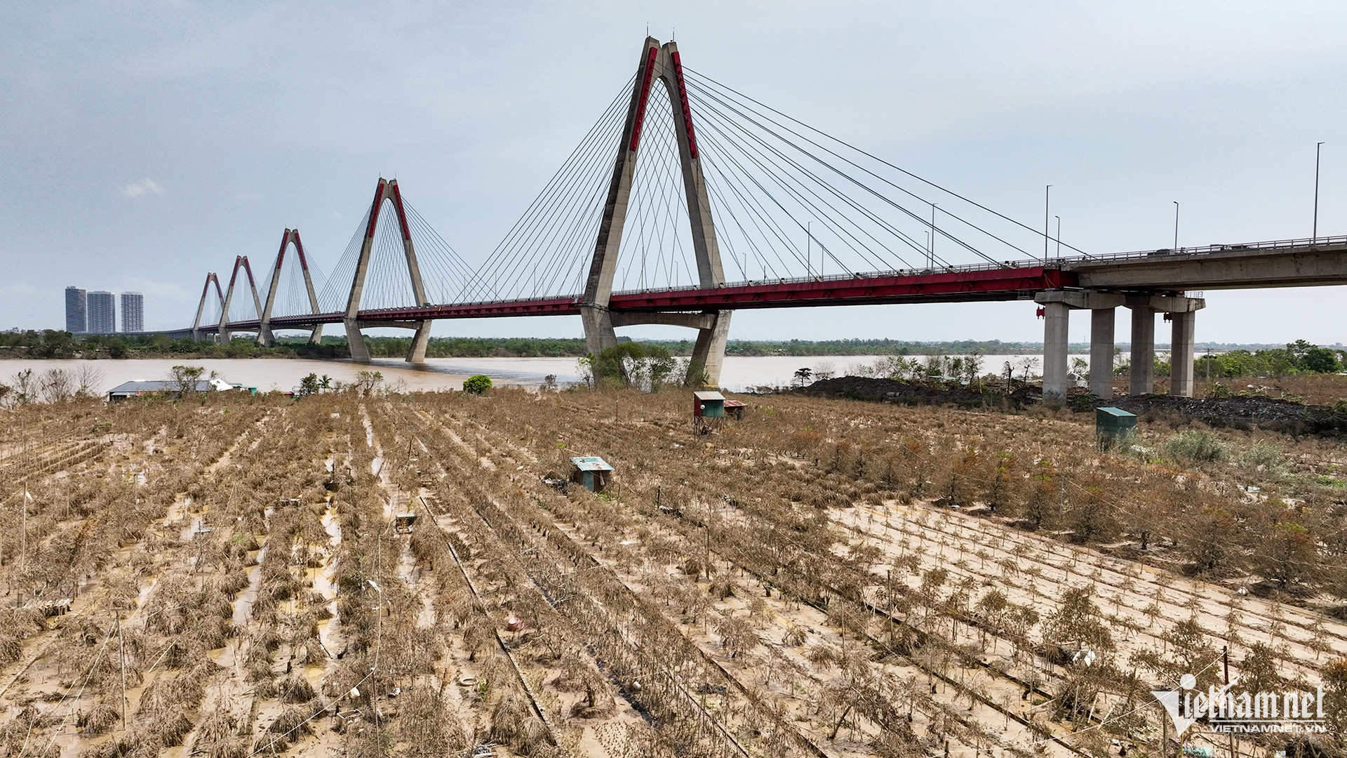 Một góc cánh đồng trồng đào bích của bà con Tổ 16, Khu dân cư số 12, phường Phú Thượng, quận Tây Hồ (Hà Nội). Đây là khu vực chịu thiệt hại nặng nhất ở làng nghề trồng cây cảnh truyền thống của Hà Nội trong những ngày nước lũ sông Hồng dâng cao. 