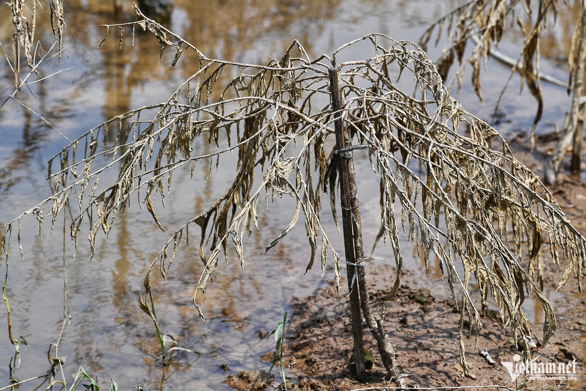 Với thiệt hại như này, người nông dân sẽ phải đi tìm mua phôi đào mới với giá khoảng 3 triệu/cây, còn nếu mua được giống đào giá cũng khoảng 30.000 đồng/giống. 