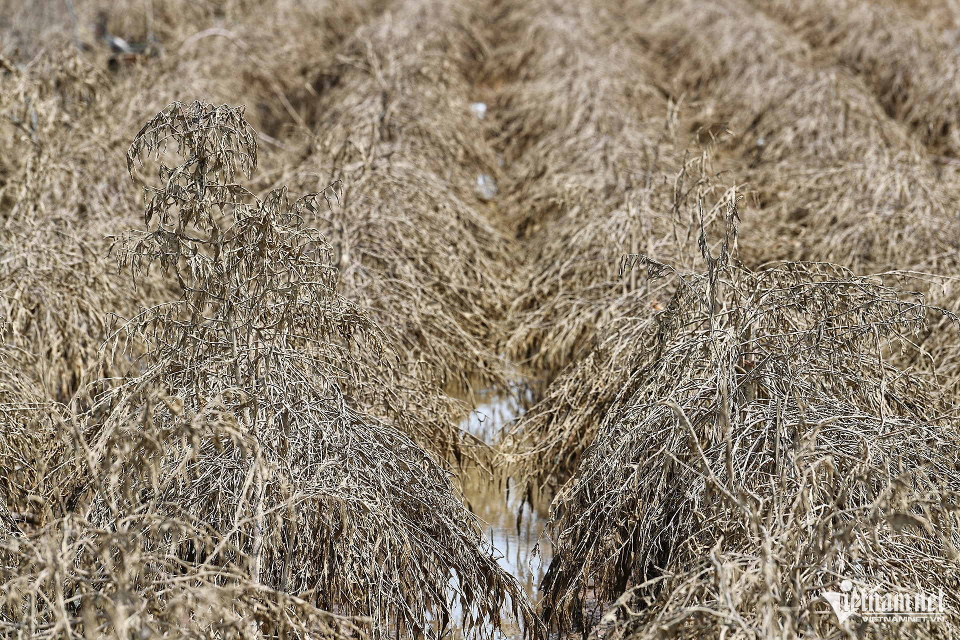 Sau khi chiết ghép, sớm nhất cũng phải Tết sang năm nông dân nơi đây mới có thành phẩm để bán ra thị trường.