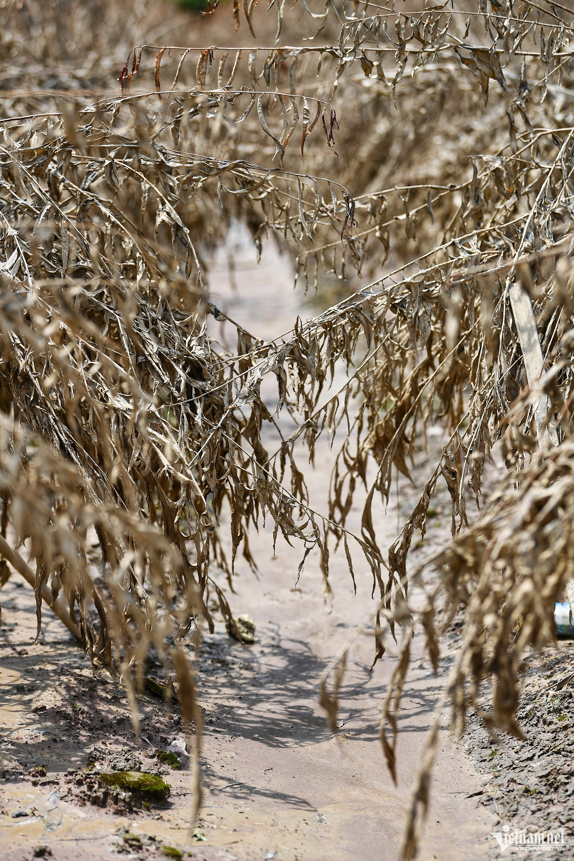 Theo báo cáo của TP Hà Nội, toàn thành phố có 11.678ha hoa màu bị ngập úng, thiệt hại - số lượng thiệt hại lớn nhất về hoa màu trong các địa phương ở miền Bắc.