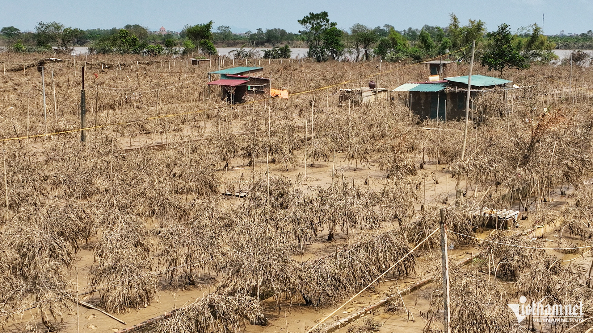 Theo tìm hiểu của VietNamNet, 100% cây đào của bà con Tổ dân phố số 16 cũng như những hộ gia đình được cấp đất trồng cây xung quanh cầu Nhật Tân đều chết vì nước lũ. 