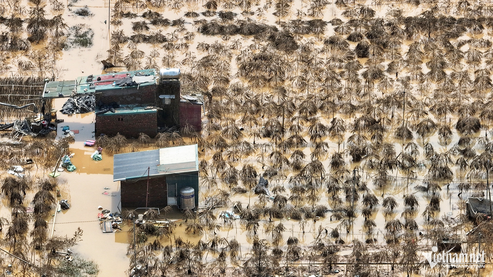 Bà con xã viên làm nghề trồng đào tại đây ngoài việc có những suất đất được cấp theo quy định, họ còn đi thuê thêm ở các khu khác như tại xã Vĩnh Ngọc, huyện Đông Anh với giá 3 triệu đồng/năm/sào. Tuy nhiên, các cánh đồng ở bên kia sông ngập còn nặng hơn so với Phú Thượng. Do đó, nhà anh Minh, anh Thành, chị Thúy đều bị thiệt hại rất nặng. 