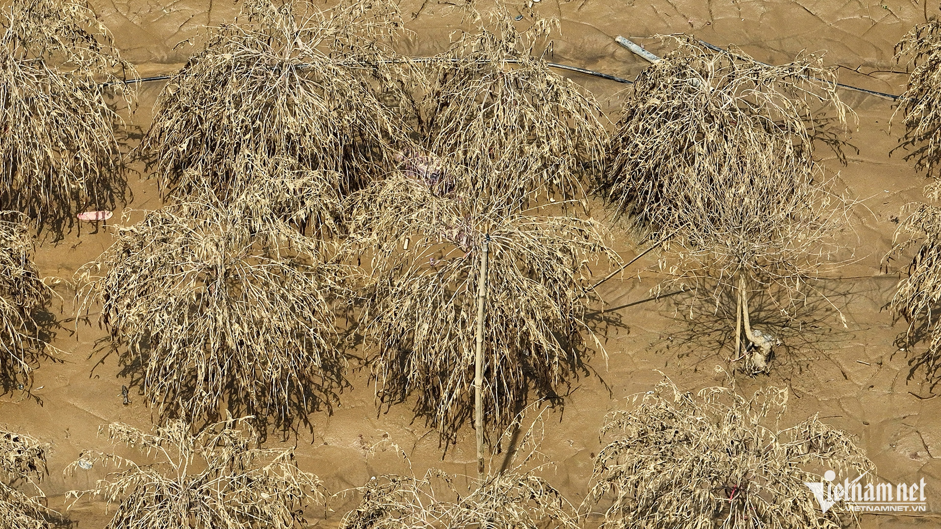 Tính đến sáng 16/9, nước sông Hồng khu vực nội đô Hà Nội đã rút 4 mét so với mấy ngày trước đó nhưng vẫn cao hơn ngày thường. Bà con nông dân cho biết, nếu như đào bị ngâm khoảng 1-2 ngày may ra có thể cứu vãn được, nhưng do bị ngập sâu tới 4 ngày nên chỉ có vứt đi, kể cả gốc đào cũng không còn tác dụng. 