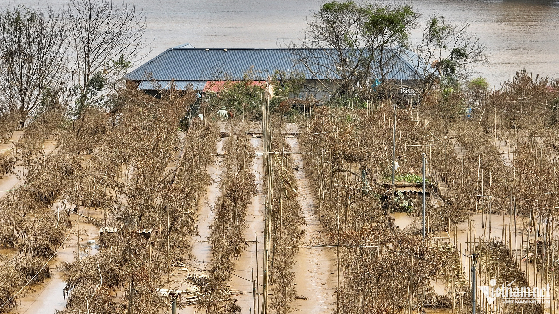 Hình ảnh tại vườn nhà anh Dũng (dân cư tổ 16), 100% cây đào bích tại đây lẽ ra chỉ còn vài tháng nữa sẽ ra hoa nhưng đã biến thành 