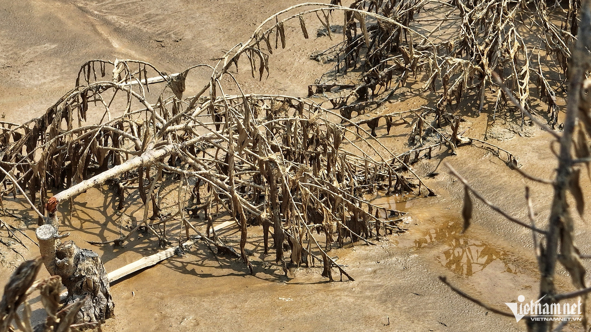 Người dân nơi đây chia sẻ, kể từ nước sông Hồng dâng cao sau trận bão Niki gây ngập tháng 8/1996 gây chết cả cánh đồng trồng đào ở Phú Thượng, Nhật Tân đến nay, đây là lần thiệt hại nặng thứ hai, chưa tính đợt lụt lịch sử năm 1971. 