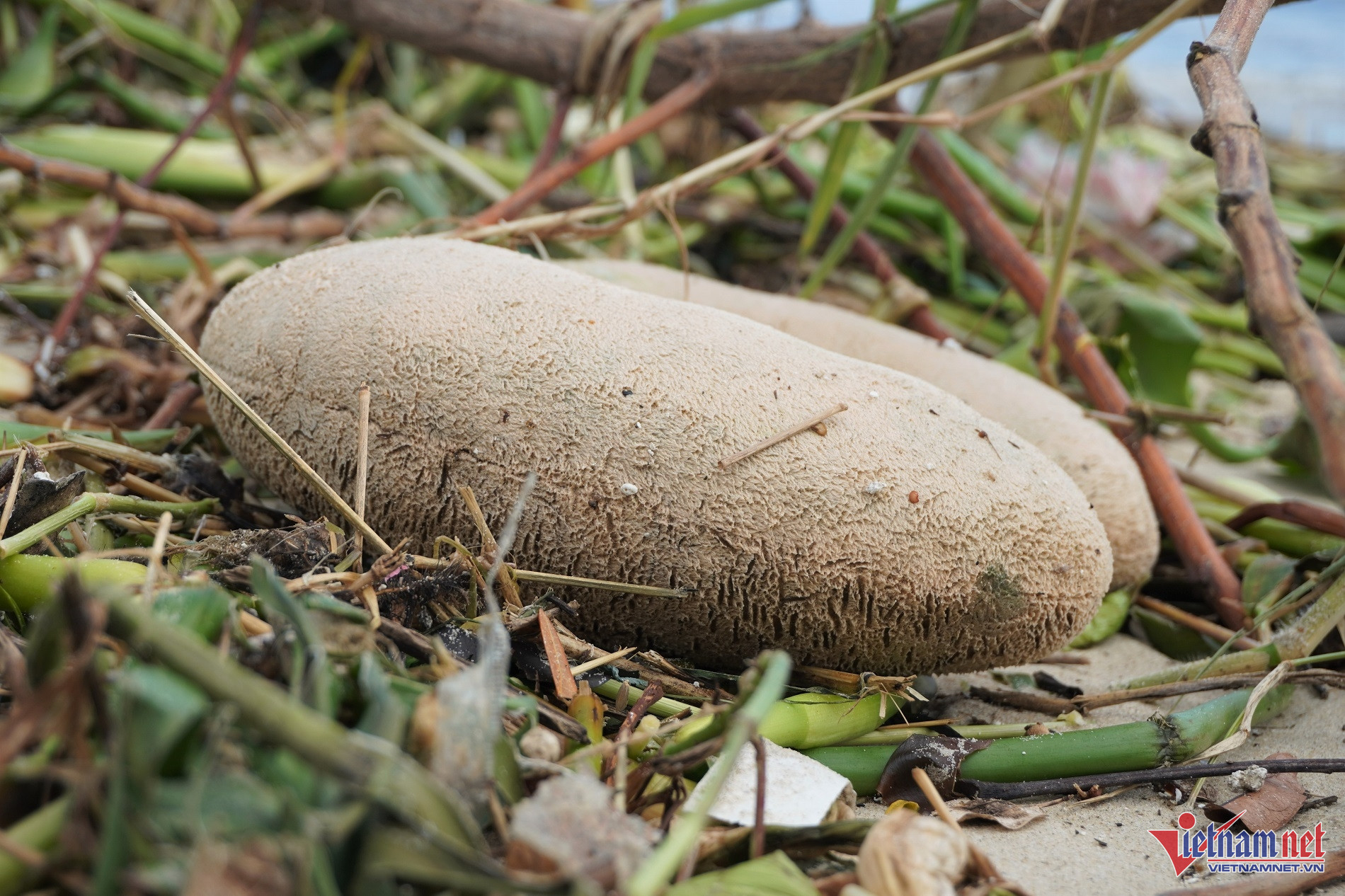 Lẫn trong rác thải có cả bơm kim tiêm, gỗ và đinh sắt gỉ sét.