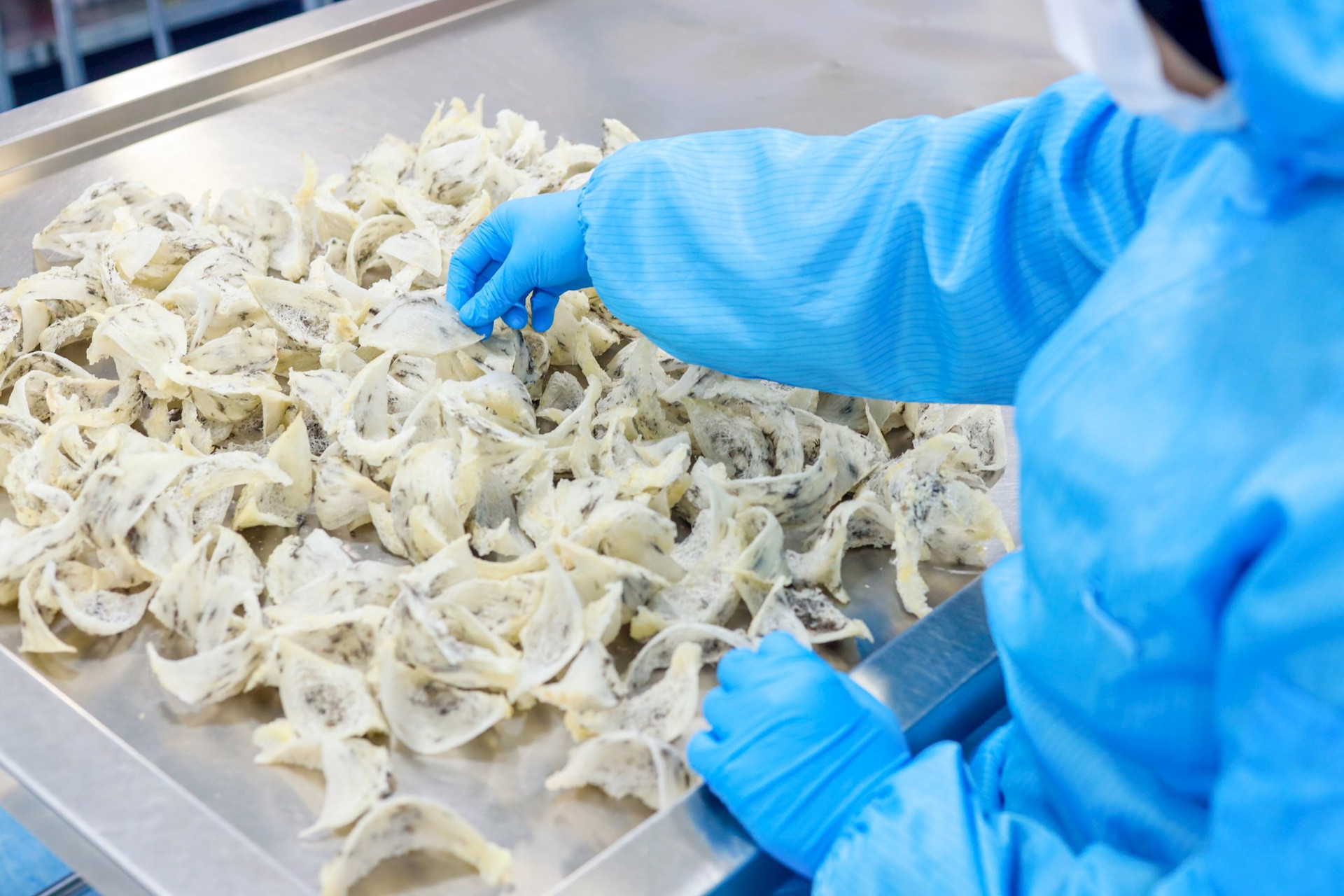 Indonesia và Malaysia là các đối thủ chính của yến sào Việt Nam tại thị trường Trung Quốc.