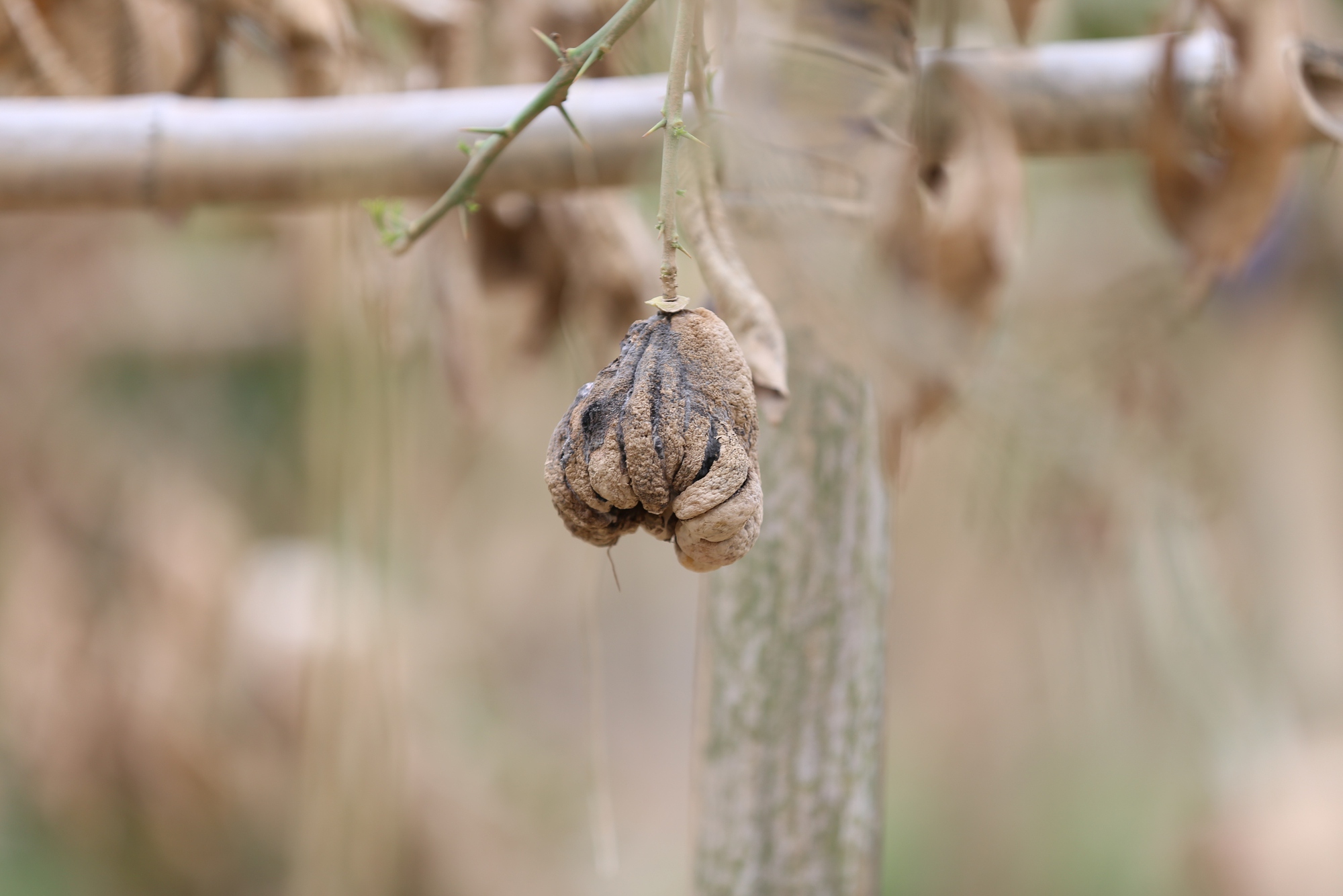 Nhiều ngày chìm trong nước, quả phật thủ đều bị thối hỏng