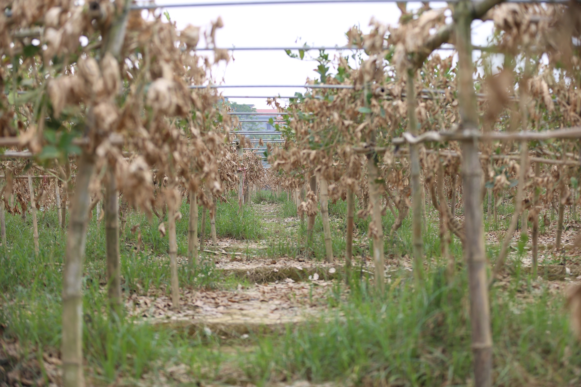 Từ những cây phật thủ xanh tốt, hứa hẹn đem lại một năm bội thu cho bà con, giờ đây là những hình ảnh cành lá khô, bám đầy đất phù sa