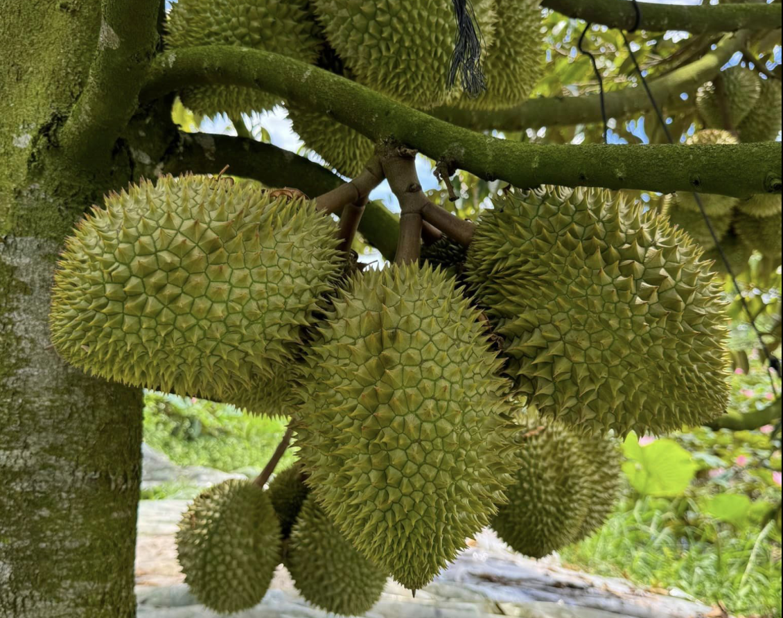 Sầu riêng xuất khẩu sang Trung Quốc tiếp tục tăng mạnh so với năm ngoái. Ảnh: Mạnh Khương