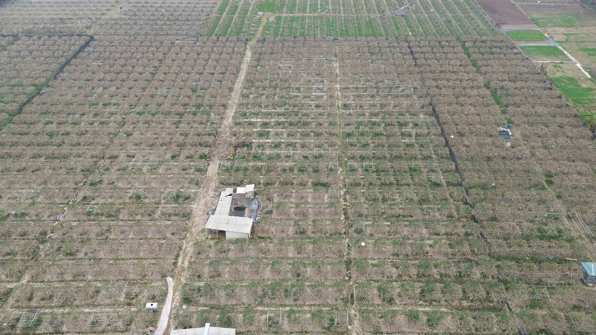 Sau bão lũ, vùng trồng cây phật thủ tại các bãi bồi ven sông Hồng trên địa bàn huyện Đan Phượng từ màu xanh chuyển sang màu nâu