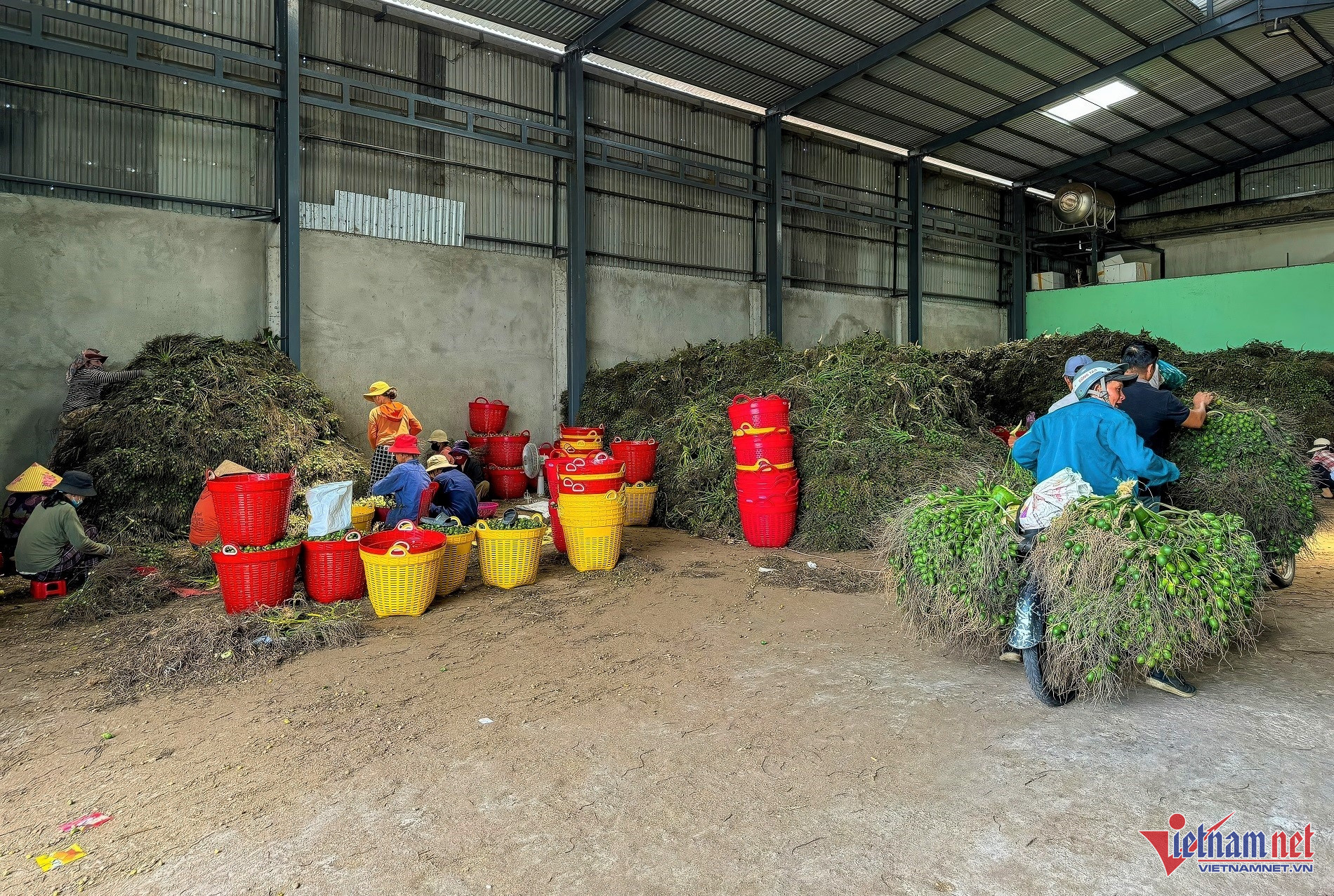 Các cơ sở thu mua cau đang hoạt động hết công suất.