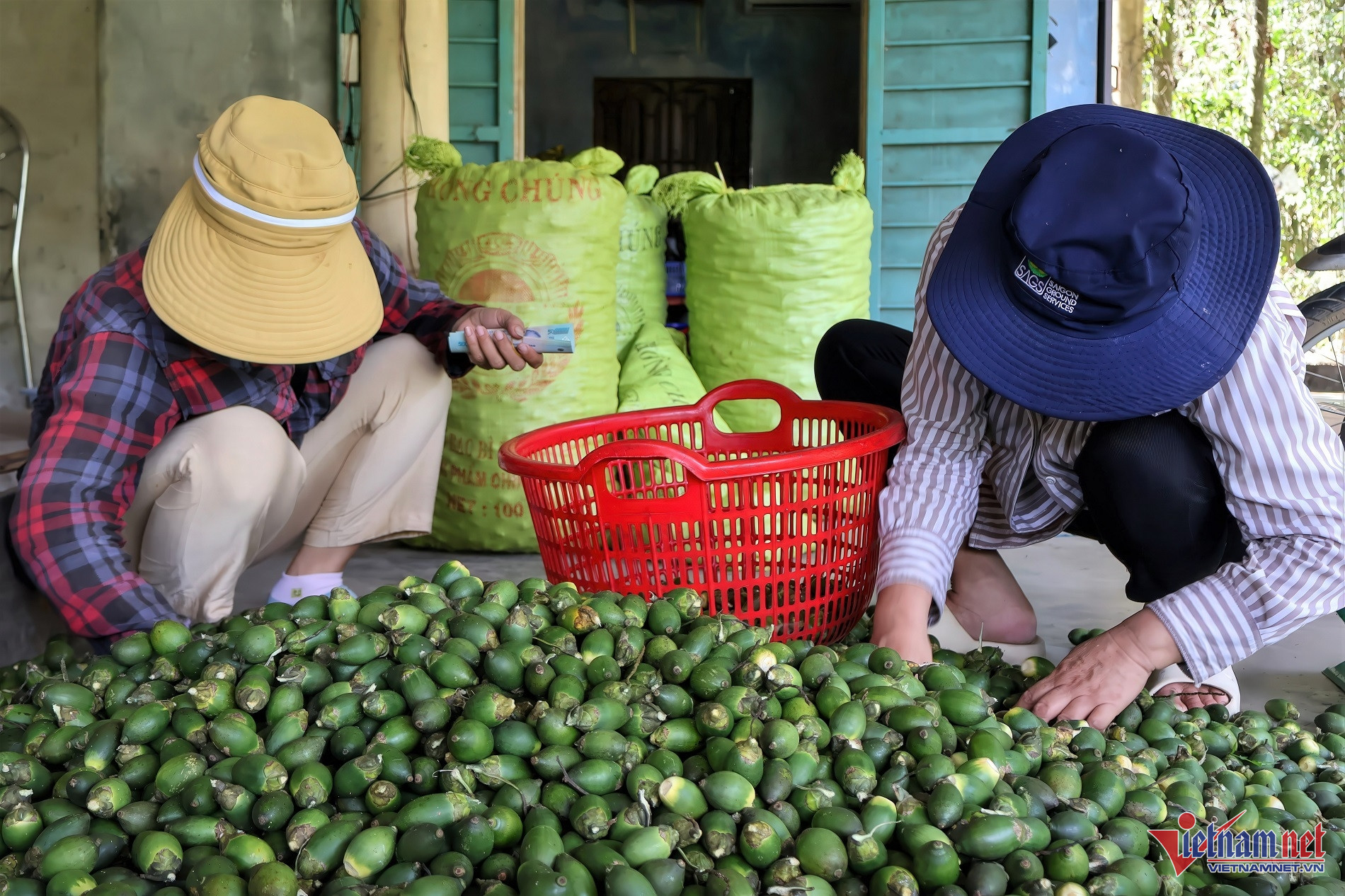 Cau đưa về xưởng được tuyển chọn, không sứt cuống, trung bình 45-55 quả 1 kg.
