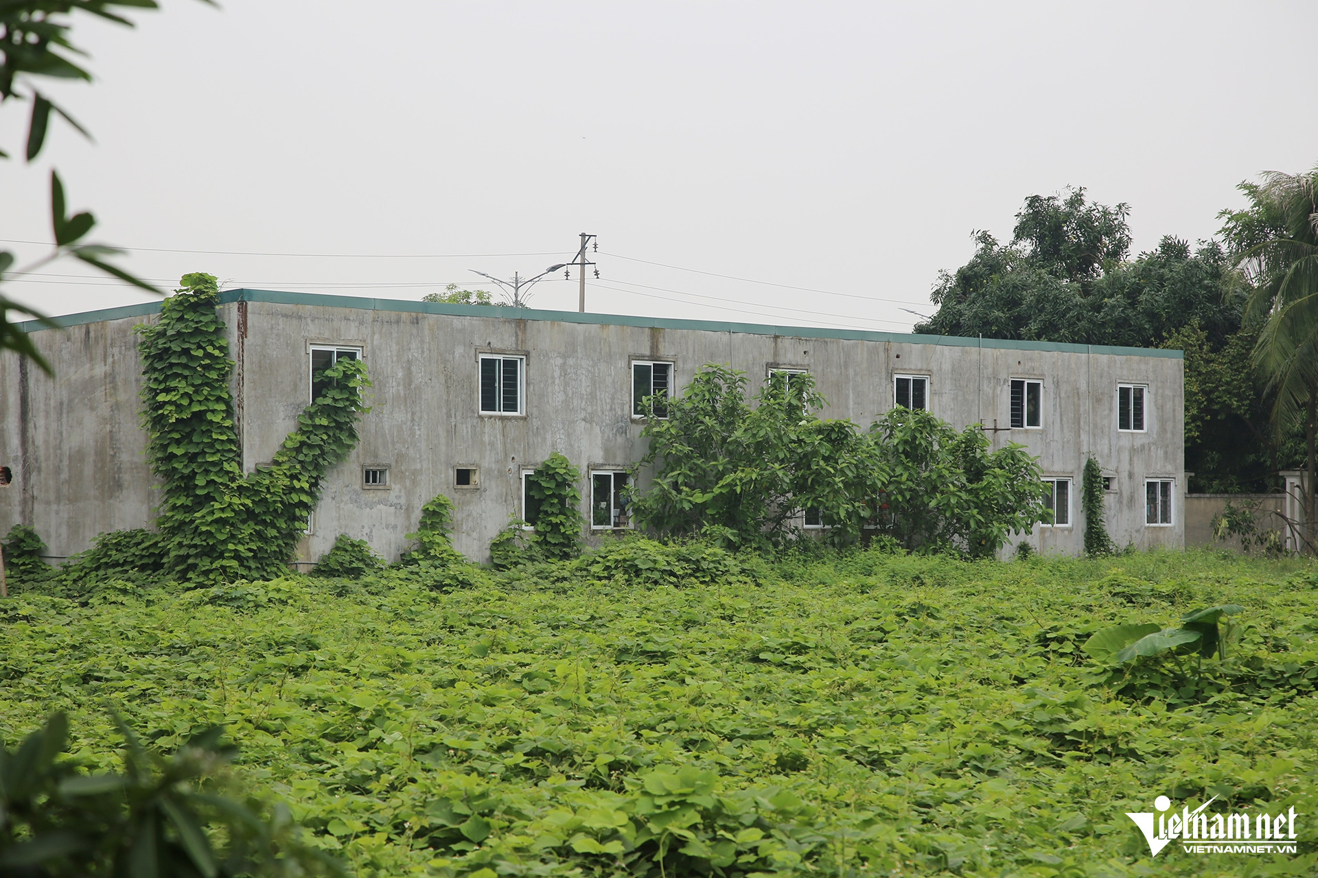 Cỏ dại um tùm bên trong dự án. Ảnh: Thiện Lương