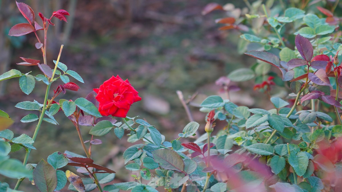 Hình ảnh hiếm hoi của một bông hoa đã bung nở đẹp tại ruộng nhà ông Đức.